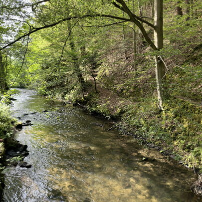 Forsthaus im Kirnitzschtal - Am Flussbett der Kirnitzsch