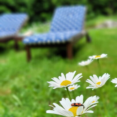 Ruhewiese im Forsthaus Kirnitzschtal Pura