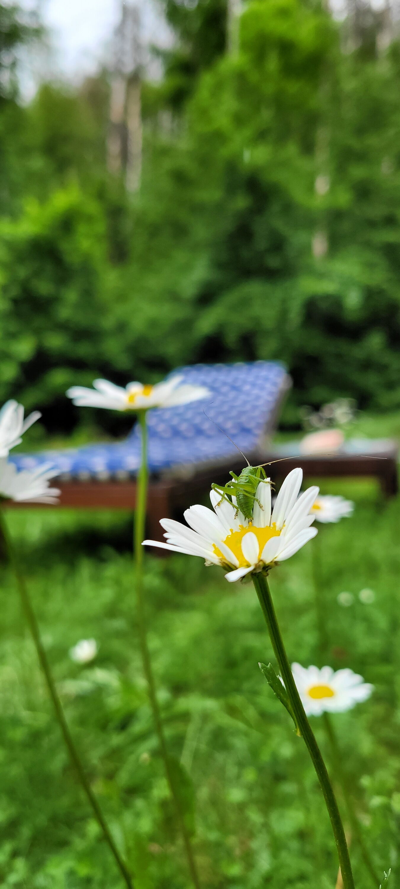 Ruhewiese im Forsthaus Kirnitzschtal